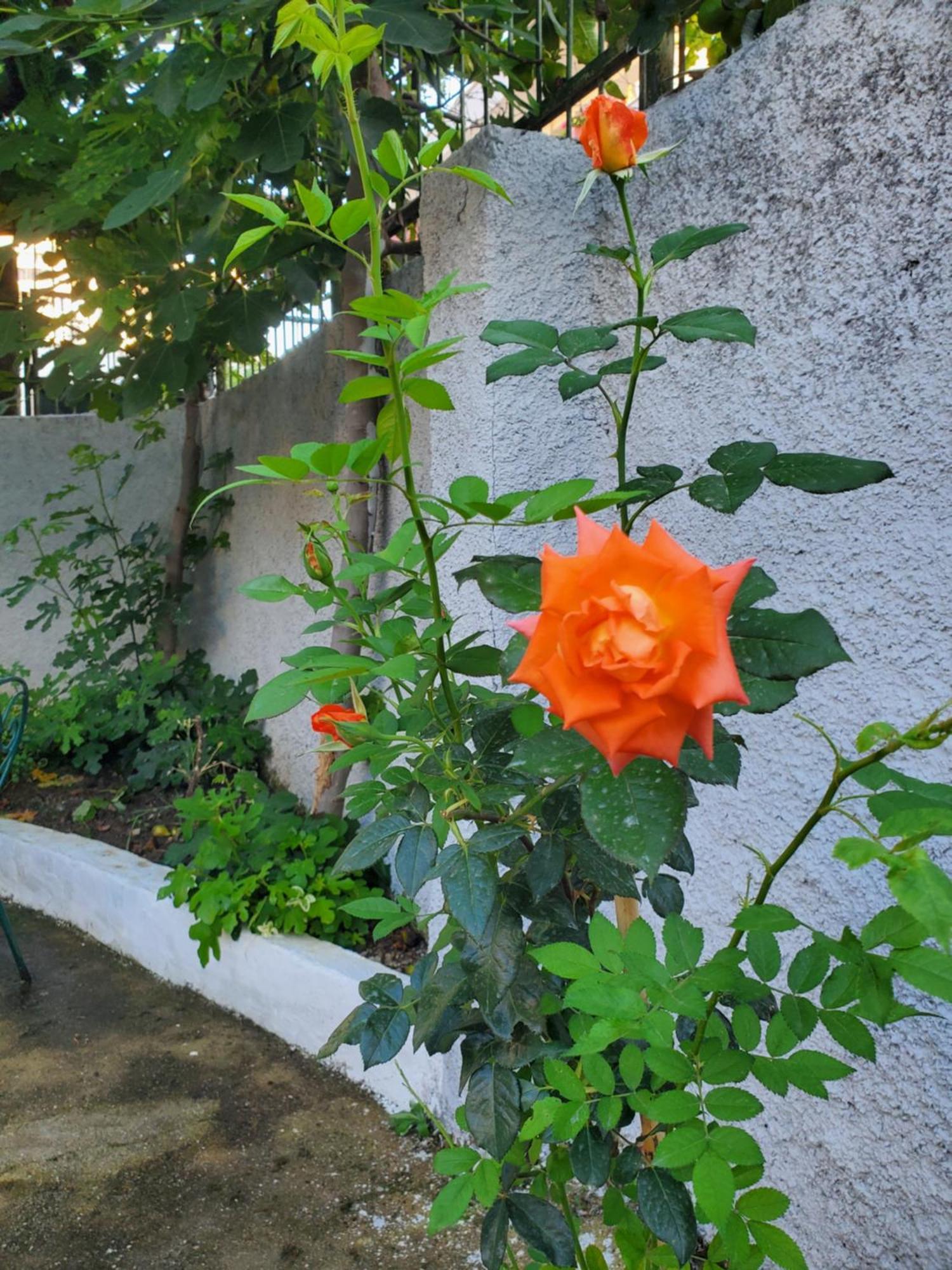 Unique Traditional House, Hosted By J&G Tiran Dış mekan fotoğraf